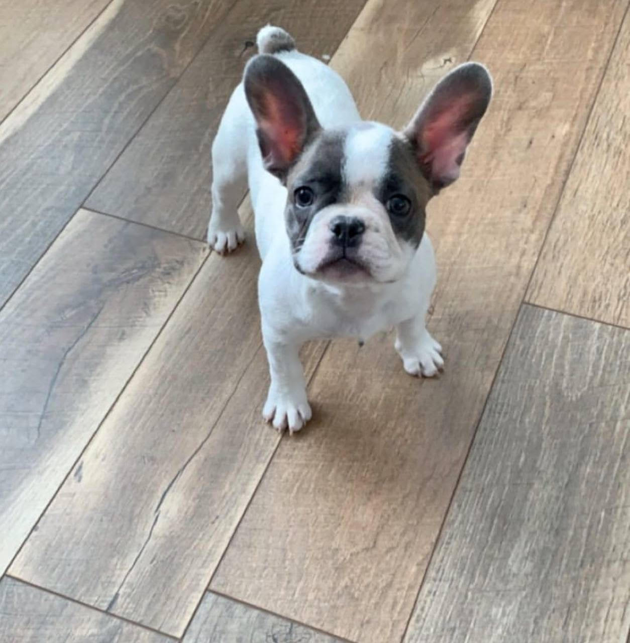 Cleo the French Bulldog